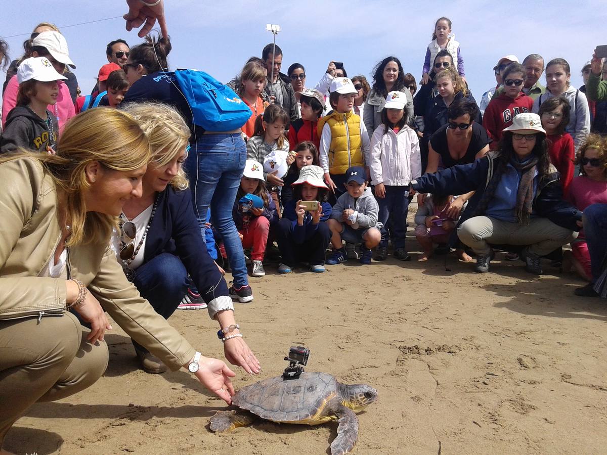 L'Oceanogràfic devuelve dos tortugas al mar