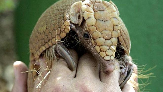 Dispara contra un armadillo, la bala rebota y casi mata a su suegra