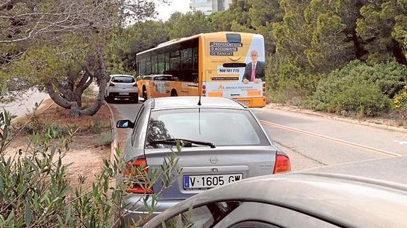 El Ayuntamiento de Valencia inicia una campaña de poda de los pinos de la Devesa