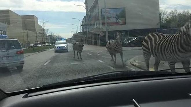 Cuatro cebras se escapan y galopan por las calles de Bruselas