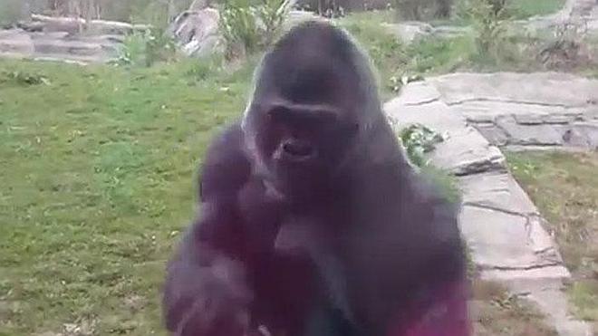 Un gorila rompe el cristal de su jaula tras la provocación de unos niños