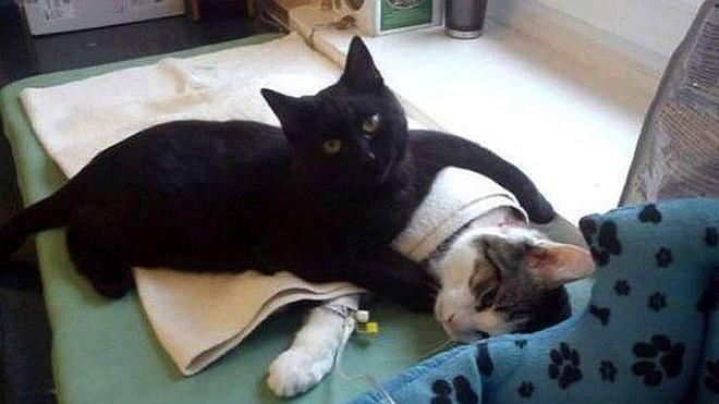 El increíble gato «enfermero» que cuida a otros animales en una clínica veterinaria