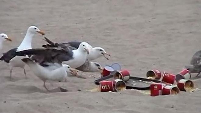 Dan laxantes a las gaviotas y desatan el caos en la playa