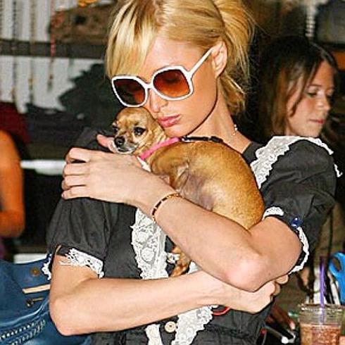 Paris Hilton, destrozada por la muerte de su chihuahua