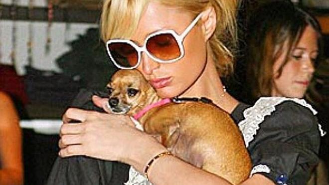 Paris Hilton, destrozada por la muerte de su chihuahua