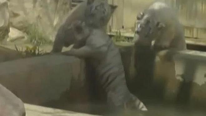 Unos cachorros de tigre rescatan a su hermano de una piscina