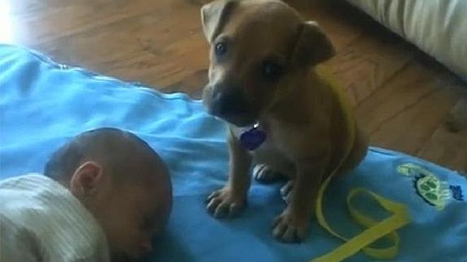 Un tierno cachorro de pitbull cuida de un bebé