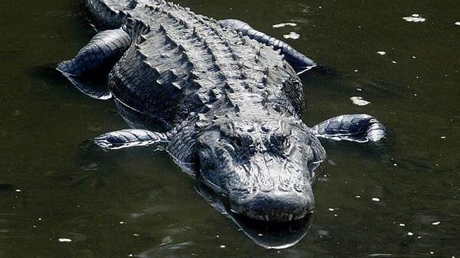 Impresionante ataque de un cocodrilo a su cuidador