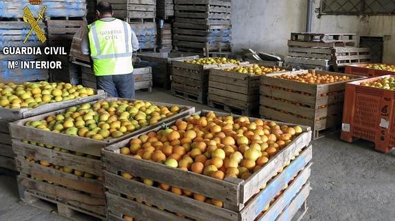 Falsifica 55 documentos para camuflar 48.000 kg de naranjas de origen ilícito en Bétera