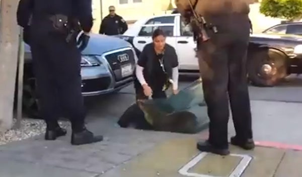 Rescatan a un lobo marino en plena calle