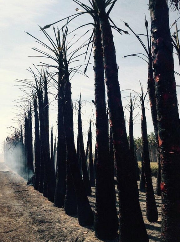 Un incendio destruye 400 palmeras de un vivero de Valencia