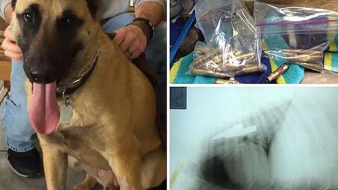 Un perro sobrevive después de tragarse 23 balas propiedad de su dueño