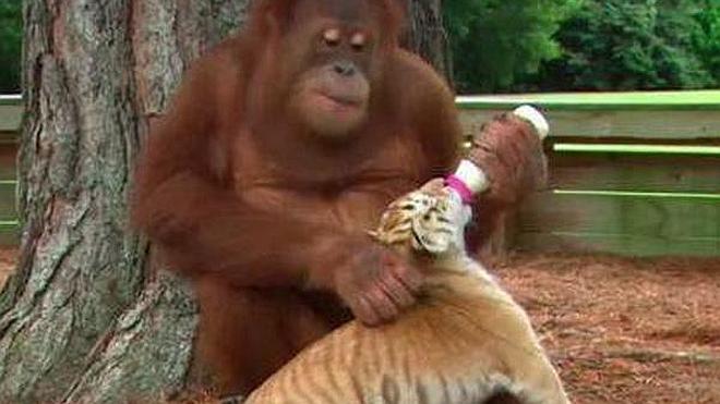 Un orangután 'adopta' a tres cachorros de tigre