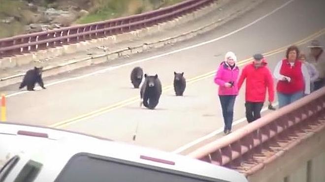 Una familia de osos persigue a varios turistas en Yellowstone