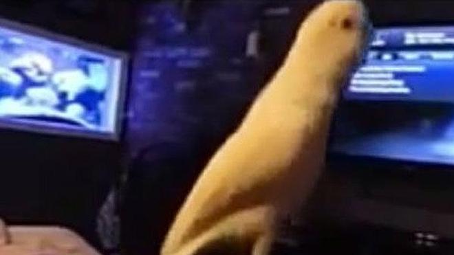 Un pájaro que baila hip-hop triunfa en Internet