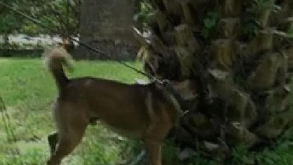 Un perro contra el picudo rojo