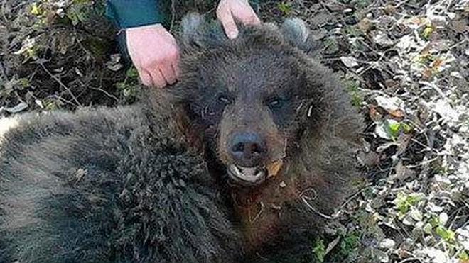 Una mujer sobrevive tras ser enterrada viva por un oso en Rusia
