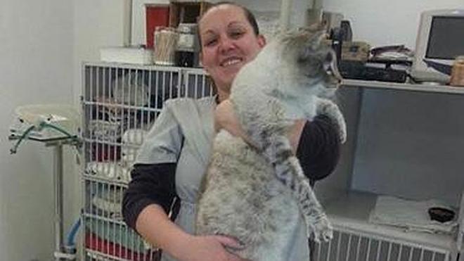 Andre, el gato gigante de 11 kilos y 76 centímetros