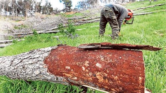 La plaga del tomicus ya ha destruido un millón y medio de pinos en la Comunitat