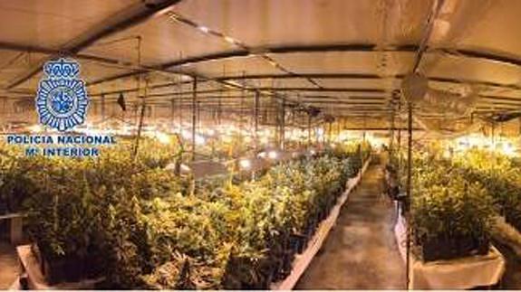 Desmantelan un macro cultivo con más de 3.500 plantas de marihuana en Almassora