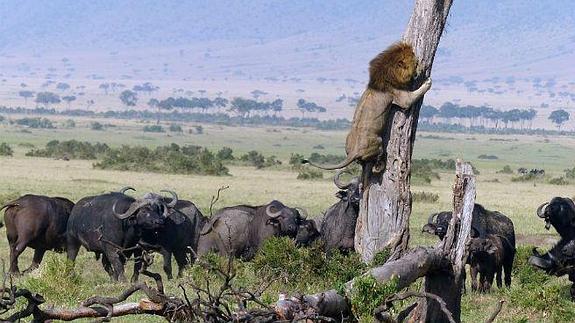 ¿A qué le tiene miedo este león para que trepe un árbol?