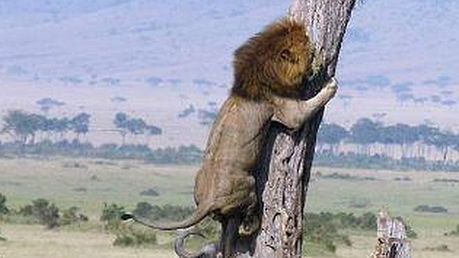 ¿A qué le tiene miedo este león para que trepe un árbol?