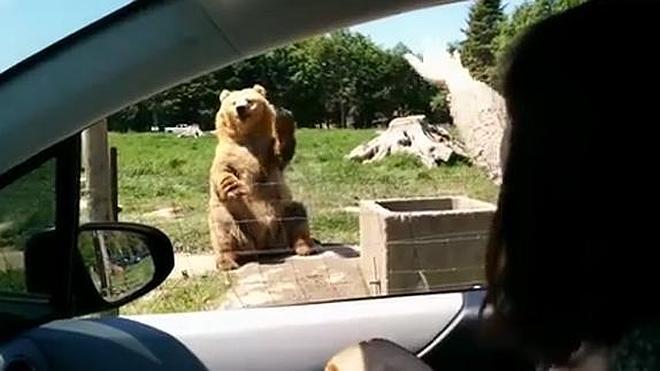 Un oso sorprende al saludar a unos turistas
