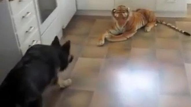 Así reacciona un pastor alemán ante un tigre de peluche