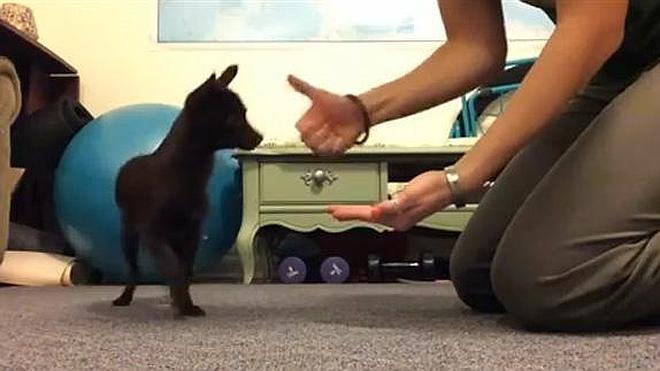 Un perro sordo aprende el lenguaje de signos