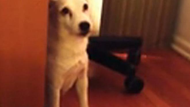 Matzo, el perro más arrepentido del mundo