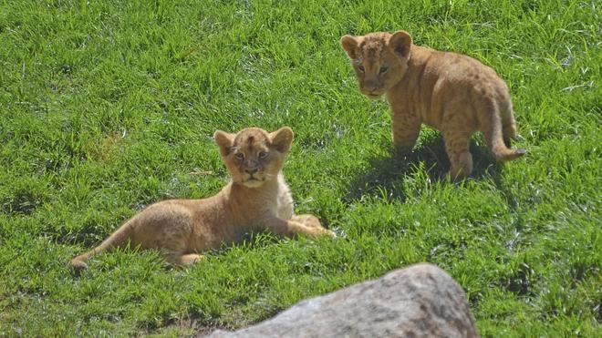 Dos cachorros de león empiezan a reconocer la sabana del Bioparc