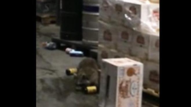 El mapache borracho que pulula por un almacén