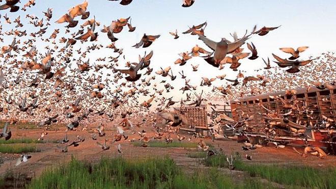 70.000 palomas hacia Portugal