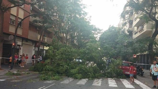 La caída de un árbol provoca daños en dos vehículos en Valencia