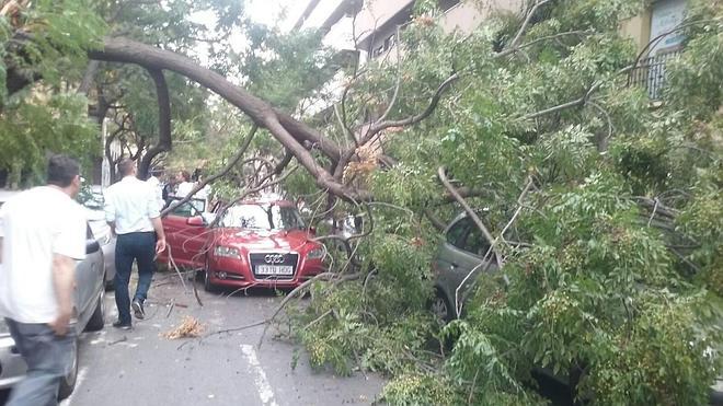 La caída de un árbol afecta a varios coches en la calle Sorní de Valencia
