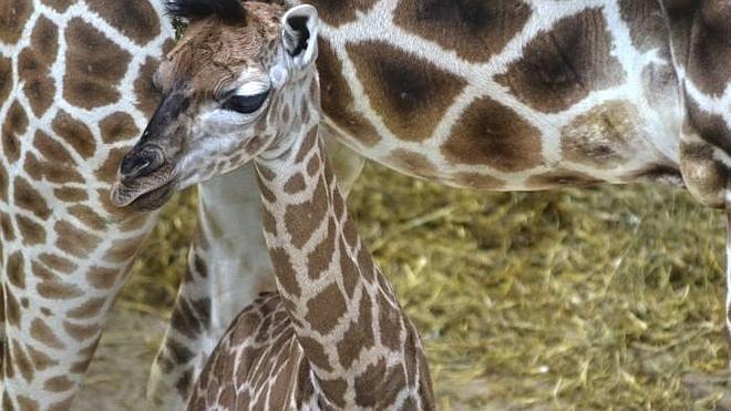 Bioparc recibe el nuevo año con el nacimiento de una jirafa de una subespecie amenazada