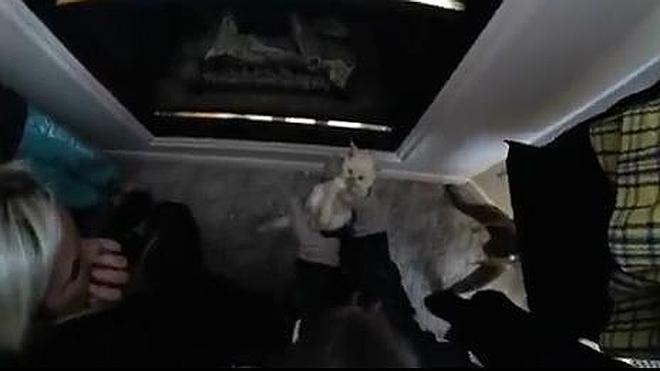 Salvan a un gatito de morir congelado
