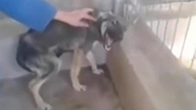La reacción ante una caricia de un perro maltratado durante años