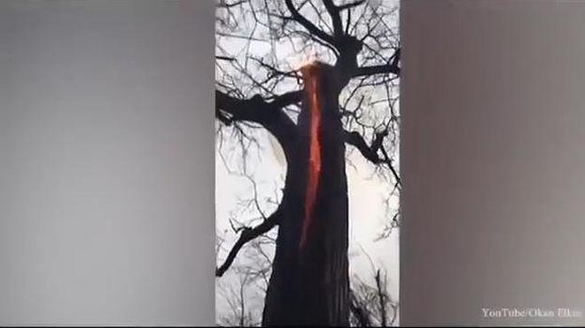 El misterioso árbol ardiente