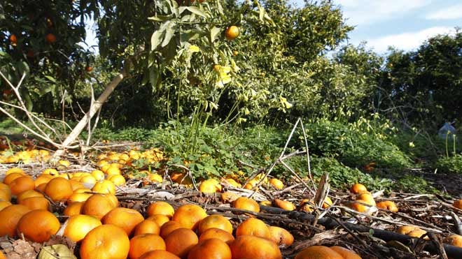 Los delitos en el campo se reducen un 38 % en dos años en la Comunitat