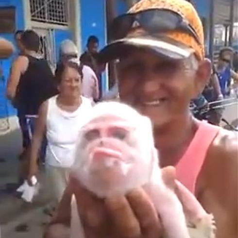 Muere un cerdo con cara de mono en Cuba a los pocos días de nacer