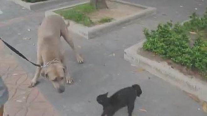 Una gata protege a sus crías ante un perro