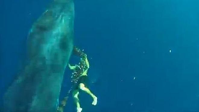 Salvan la vida a una ballena en Fuerteventura