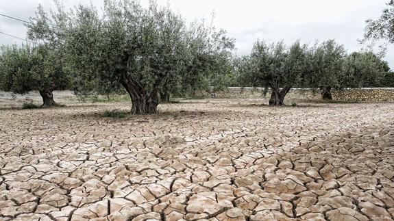 AVA cifra en 6 millones el sobrecoste por la sequía y las altas temperaturas