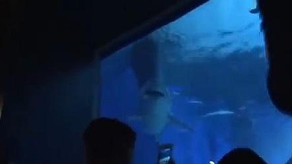 Muere un tiburón tras pasar tres días en un acuario
