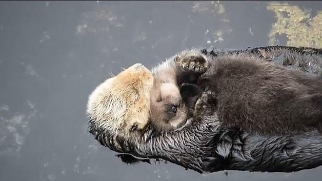 El momento más tierno de una nutria y su cachorro