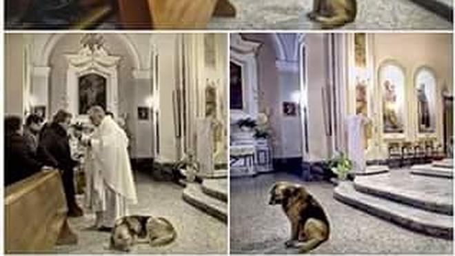El perro que espera en misa a su dueña fallecida
