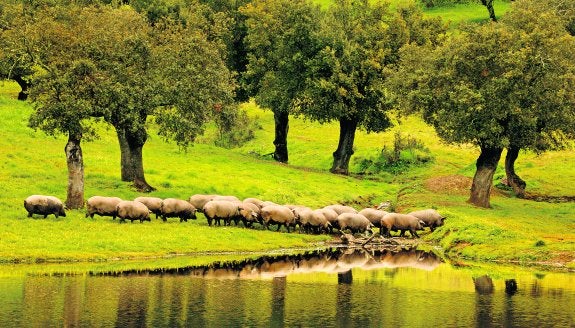 El caviar del pata negra