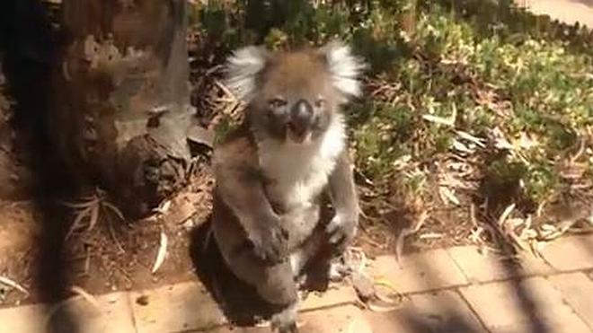 El berrinche de un koala