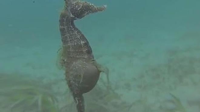 ¿Cómo es el parto de un caballito de mar?